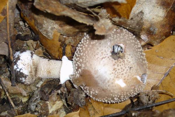 Castagneti di Acquasanta (AP)