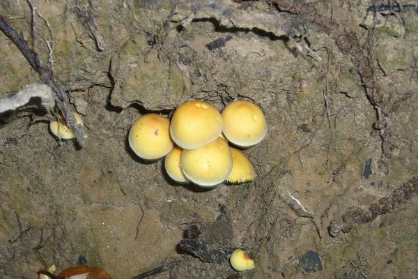 Castagneti di Acquasanta (AP)