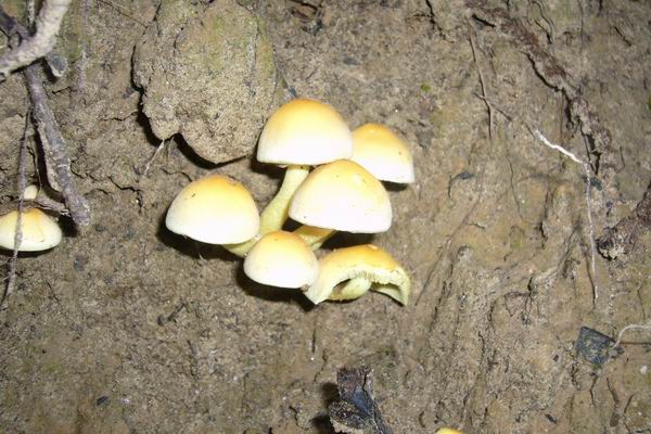 Castagneti di Acquasanta (AP)