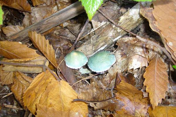 Castagneti di Acquasanta (AP)