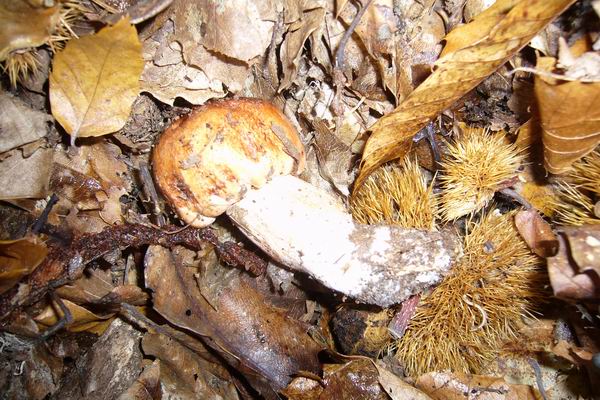 Castagneti di Acquasanta (AP)