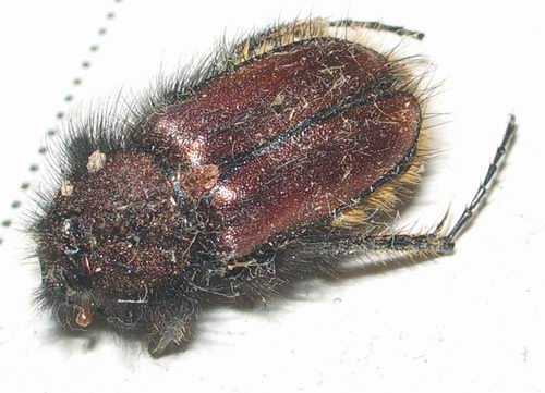 Peloso scarabeidae greco