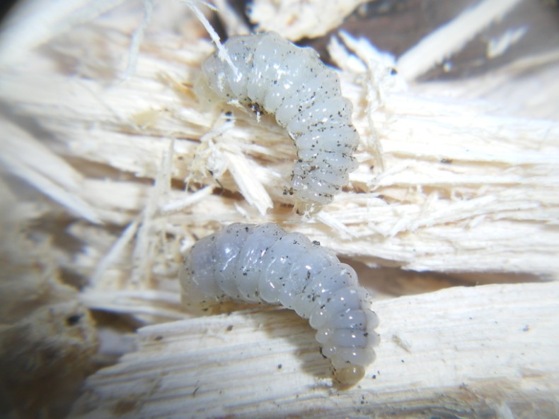 Ciclo vitale Crabronidae: Ectemnius lapidarius o cavifrons