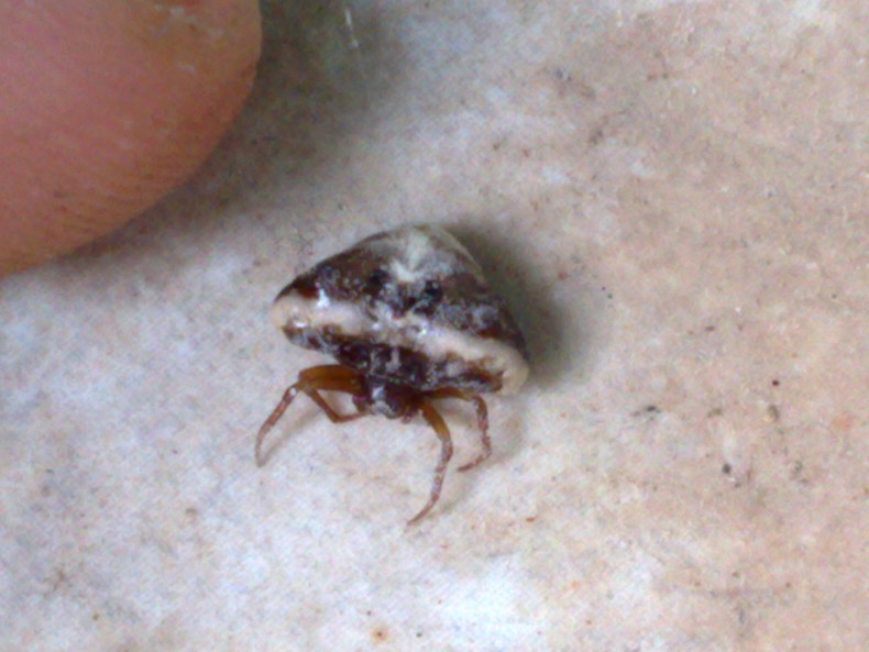 Cyrtarachne sp.