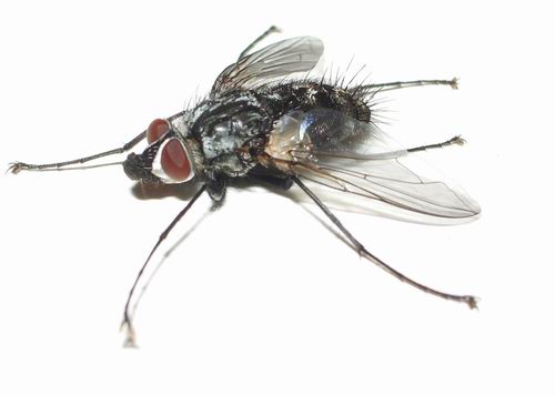 Musca domestica? No, Sarcophaga sp.