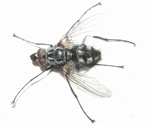 Musca domestica? No, Sarcophaga sp.