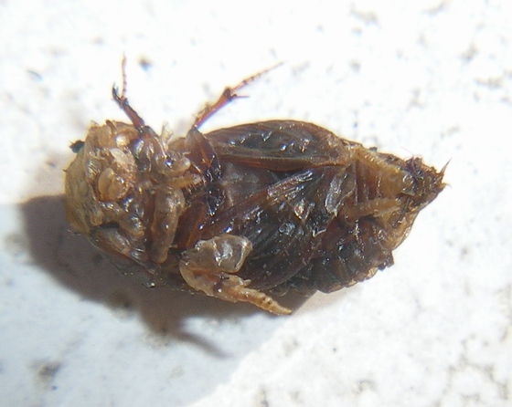 Onthophagus, anzi Aphodius: la metamorfosi