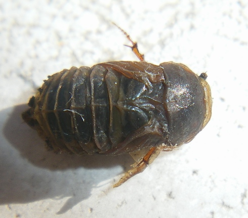 Onthophagus, anzi Aphodius: la metamorfosi