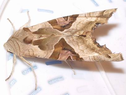 Colpo di fulmine in vigna (Phlogophora meticulosa)