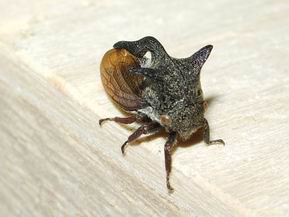 Uno strano elmo...Centrotus cornutus