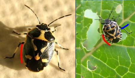 Pentatomidae: Eurydema oleracea della Darsena, a Milano