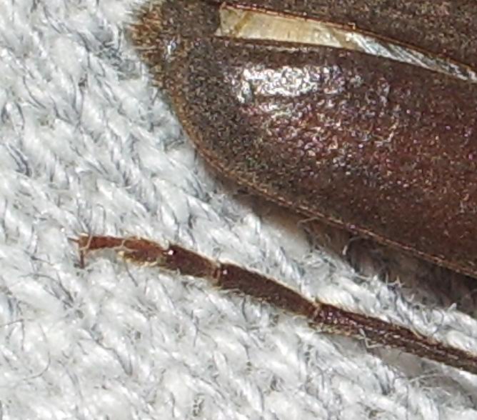 Arhopalus ferus