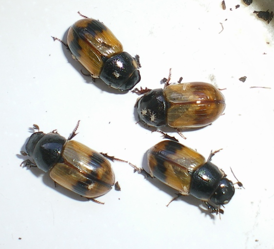 Onthophagus, anzi Aphodius: la metamorfosi