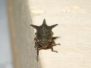 Uno strano elmo...Centrotus cornutus