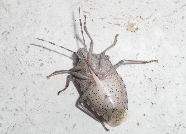 Rhaphigaster nebulosa
