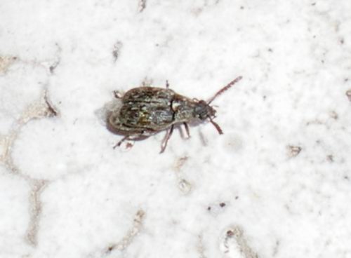 Chrysomelidae Bruchinae in decollo