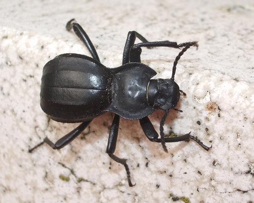 Akis trilineata barbara