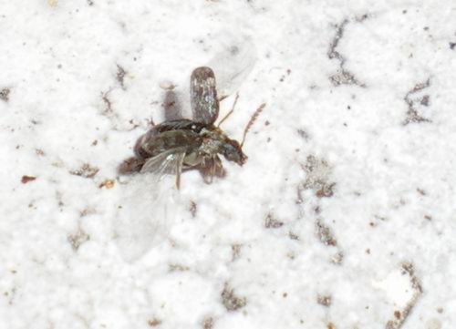 Chrysomelidae Bruchinae in decollo