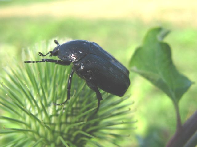 Da identificare 6: Oxythyrea funesta spelacchiata