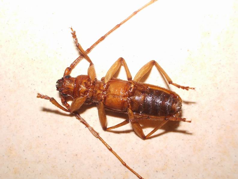 Stromatium unicolor (Cerambycidae)