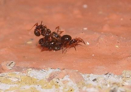 Macabro fardello: Euryopis sp.