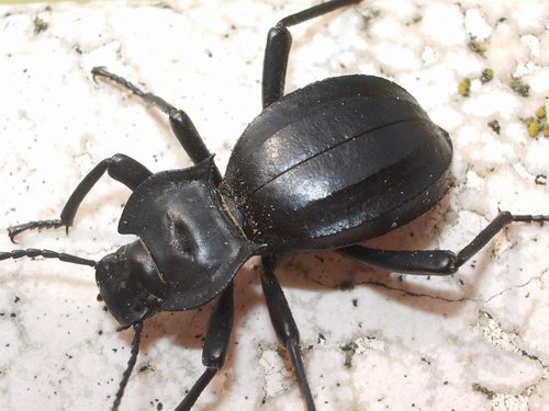 Akis trilineata barbara