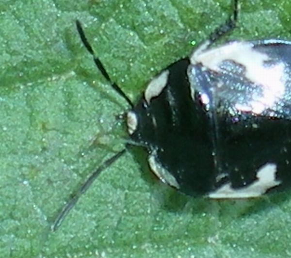 Cydnidae: Tritomegas rotundipennis (Dohrn, 1862)