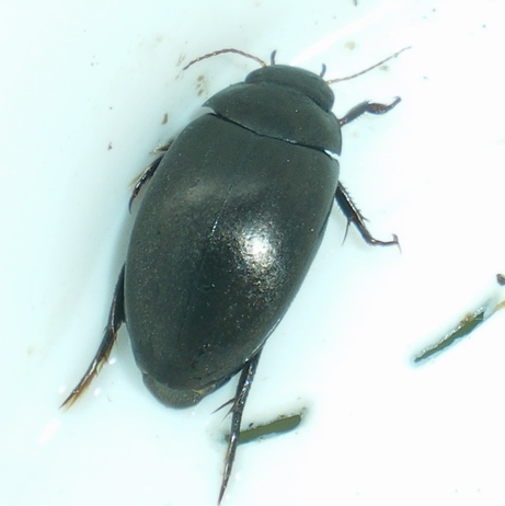 Ilybius da ID; no, Agabus bipustulatus