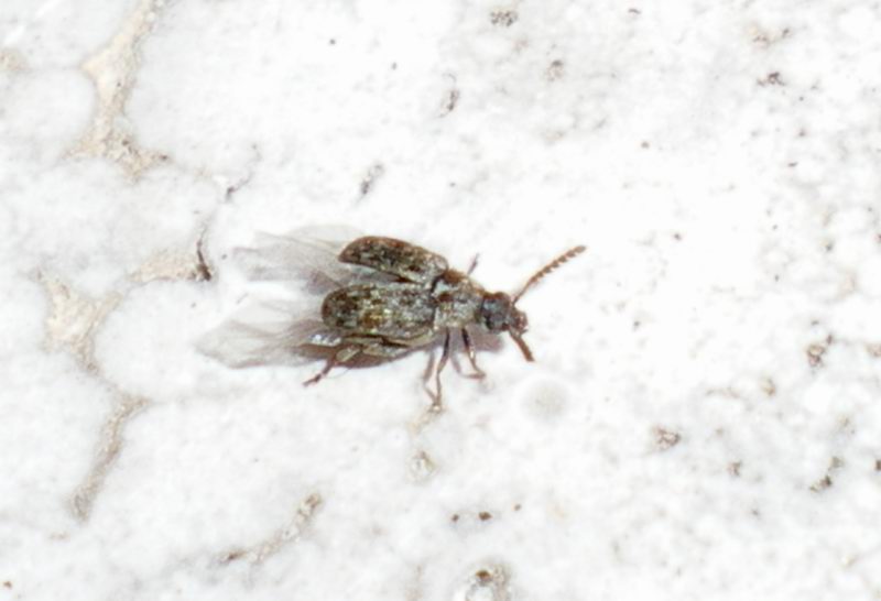 Chrysomelidae Bruchinae in decollo