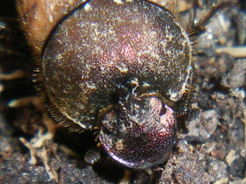 ...Nella cacca... Onthophagus