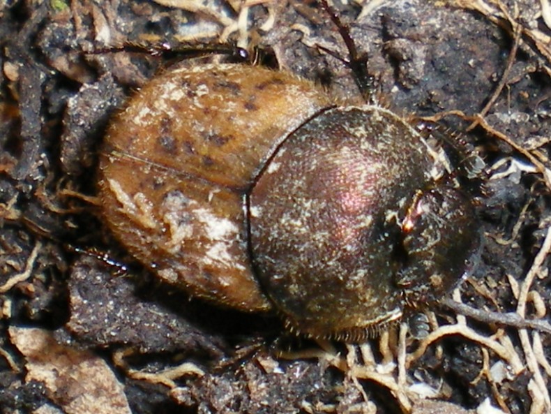 ...Nella cacca... Onthophagus