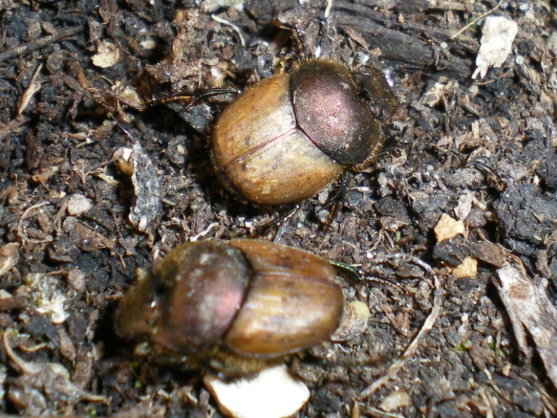 ...Nella cacca... Onthophagus