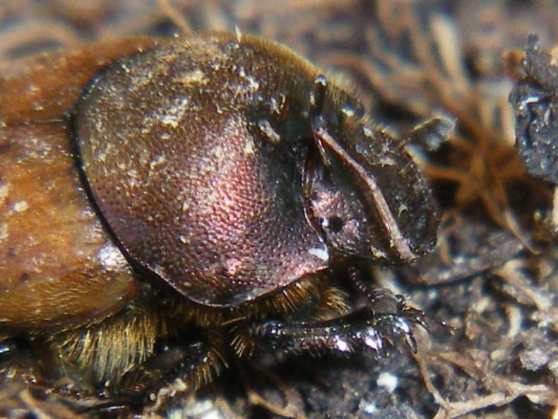 ...Nella cacca... Onthophagus