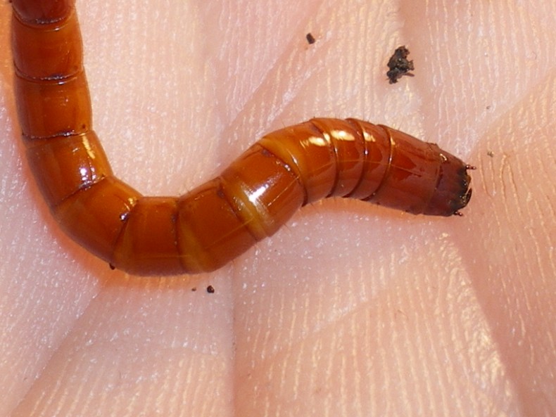 Larva di elateride... Melanotus sp.