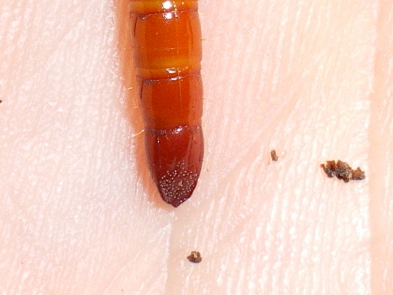 Larva di elateride... Melanotus sp.