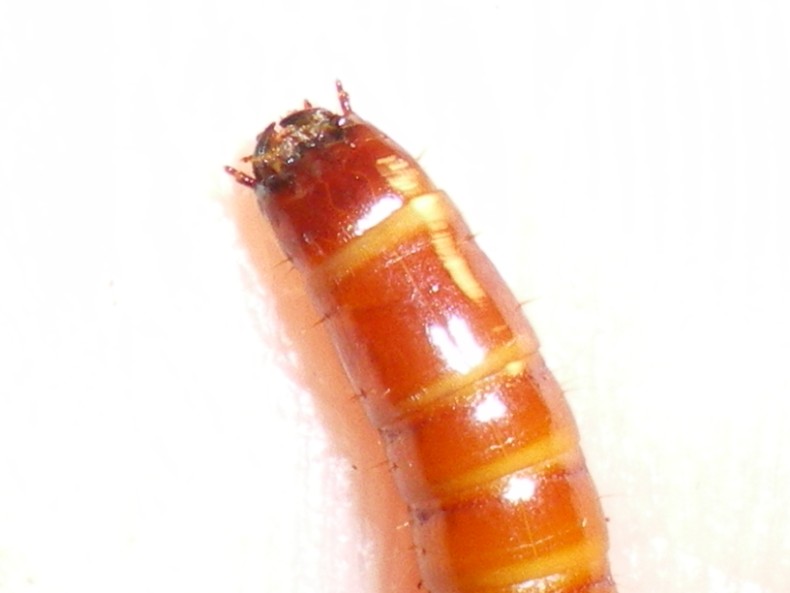 Larva di elateride... Melanotus sp.