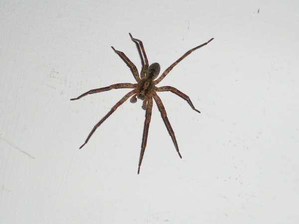 Zoropsis spinimana