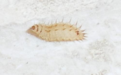 larva necrofaga