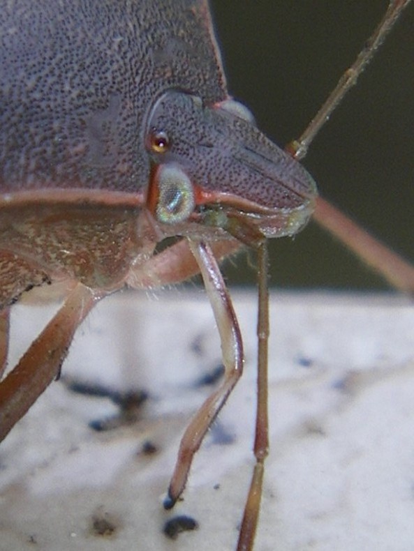 Pentatomidae: Nezara assetata, particolari del rostro