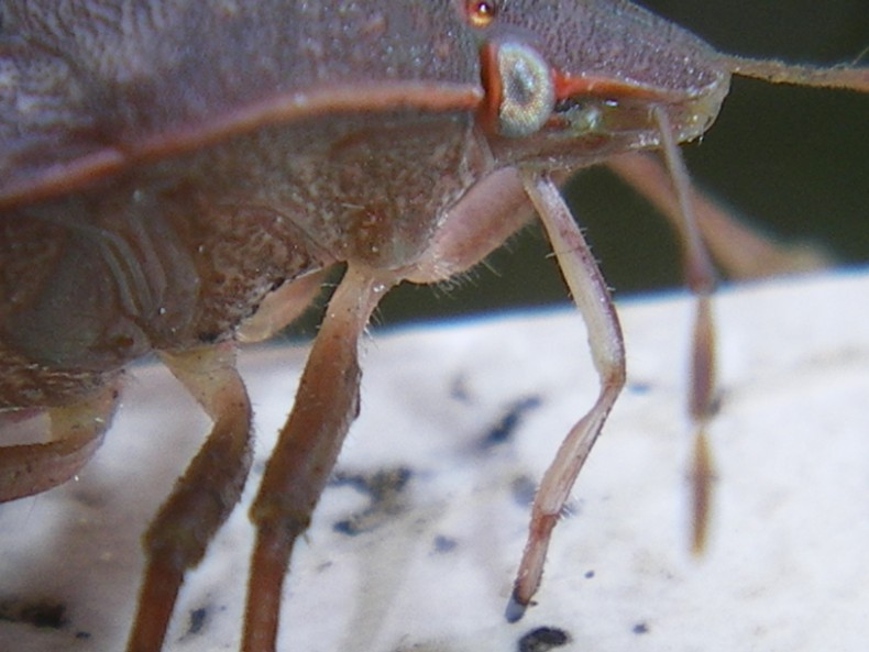 Pentatomidae: Nezara assetata, particolari del rostro