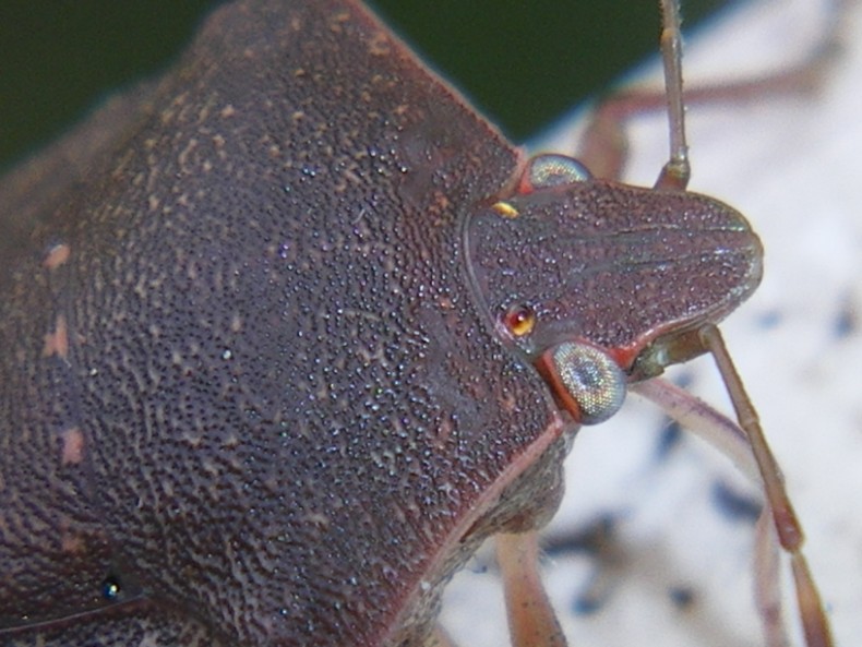 Pentatomidae: Nezara assetata, particolari del rostro