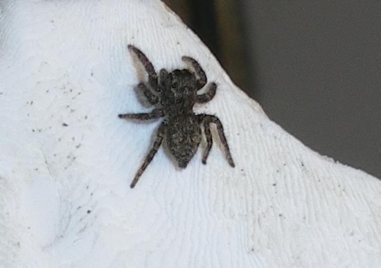 Salticidae