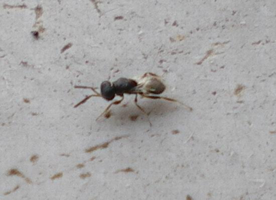 Id coso minuscolo (Chalcidoidea)
