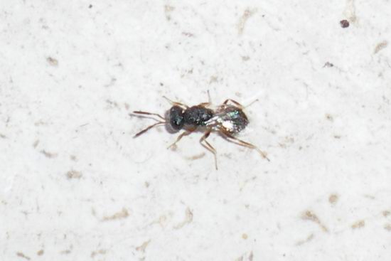 Id coso minuscolo (Chalcidoidea)