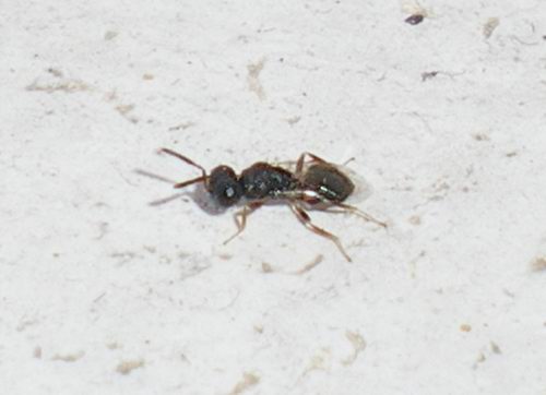 Id coso minuscolo (Chalcidoidea)