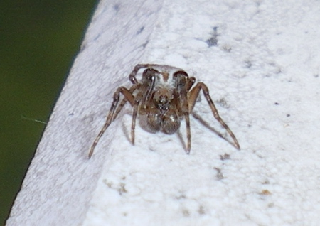 Araneus sp.