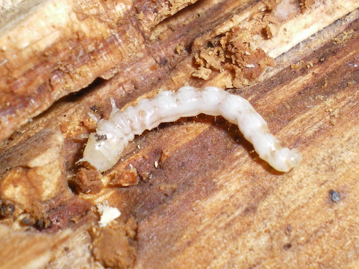 Larva di Oedemeridae su pino