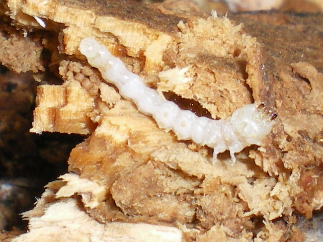 Larva di Oedemeridae su pino