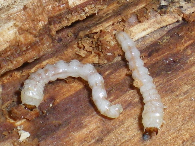 Larva di Oedemeridae su pino