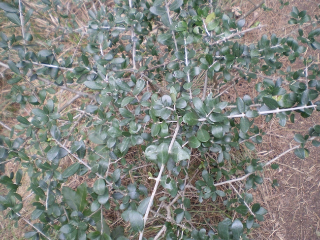 Ampelodesmos mauritanicus e Olea europea var. sylvestris